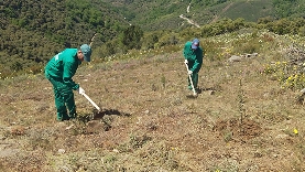 Foto de Villafranca dedica el Programa de Formación y Empleo a la restauración del monte incendiado en Puente de Rey