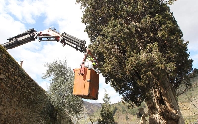 Foto de Villafranca mantendrá el cuidado paliativo al ciprés de La Anunciada