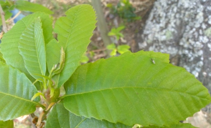 Villafranca suelta Torymus para controlar la plaga de avispilla de castaño