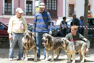Foto de Villafranca del Bierzo, escaparate canino con el quinto Concurso Monográfico de Mastín Español en la Alameda